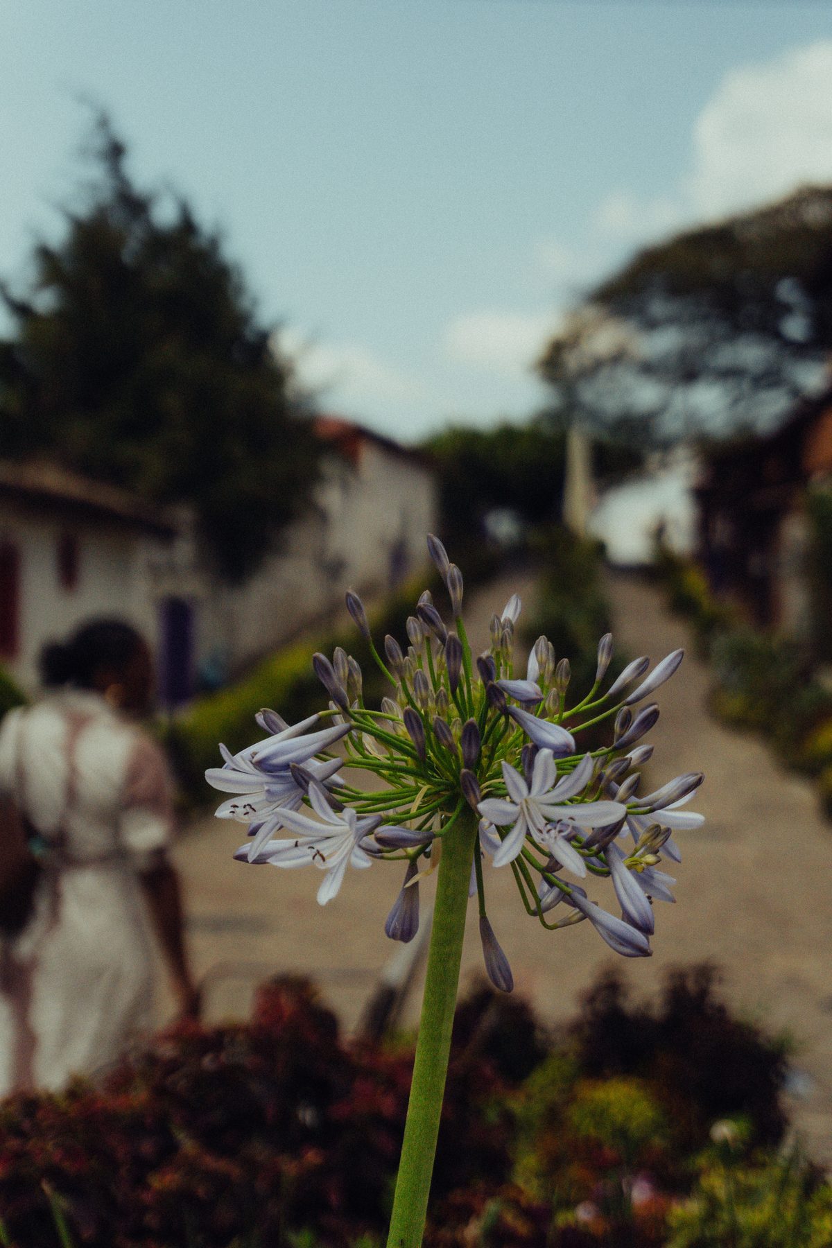 Ruta de las Flores